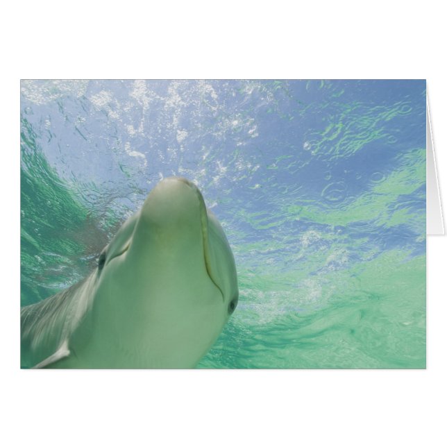 バンドウイルカ (Tursiops truncatus) (正面横)