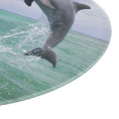バンドウイルカ Tursiops truncatus カッティングボード (角)