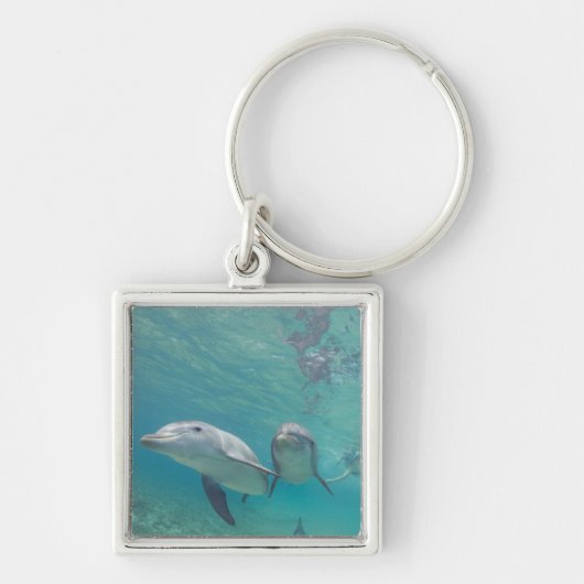 バンドウイルカ Tursiops truncatus キーホルダー (正面)