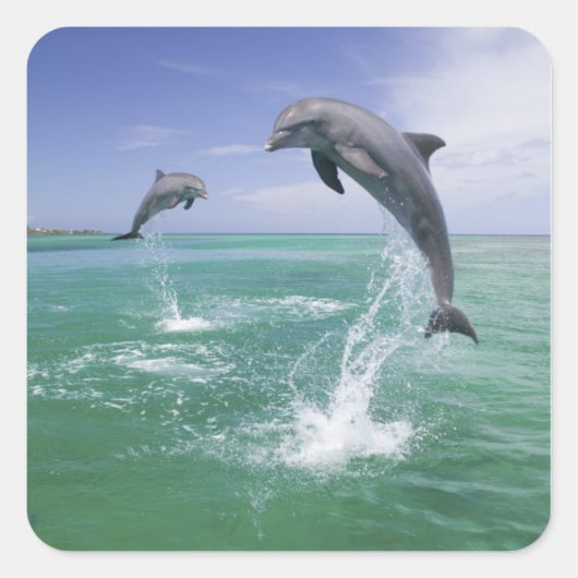 バンドウイルカ Tursiops truncatus スクエアシール (正面)