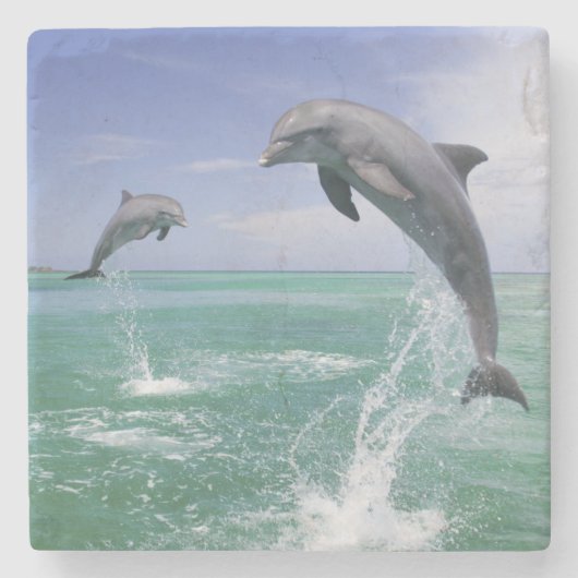 バンドウイルカ Tursiops truncatus ストーンコースター (正面)