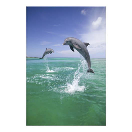 バンドウイルカ Tursiops truncatus フォトプリント (正面)