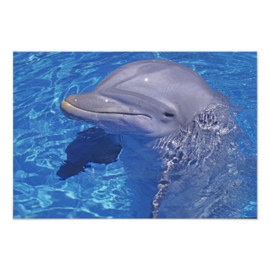 バンドウイルカ, Tursiops truncatus フォトプリント (正面)