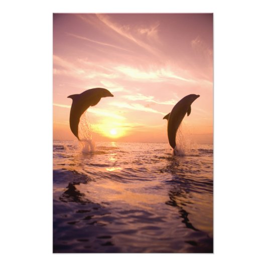 バンドウイルカ Tursiops truncatus フォトプリント (正面)