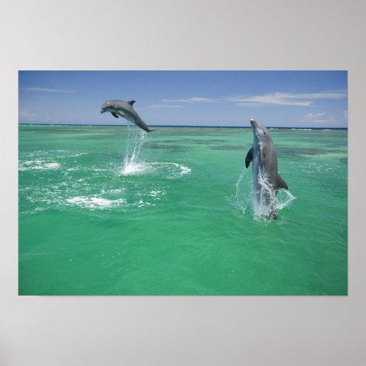 バンドウイルカ Tursiops truncatus ポスター (正面)