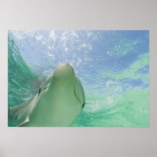 バンドウイルカ(Tursiops truncatus) ポスター (正面)