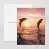 バンドウイルカ Tursiops truncatus ポストカード (正面/裏面)