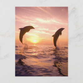 バンドウイルカ Tursiops truncatus ポストカード