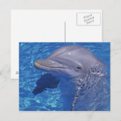 バンドウイルカ, Tursiops truncatus ポストカード (正面/裏面)