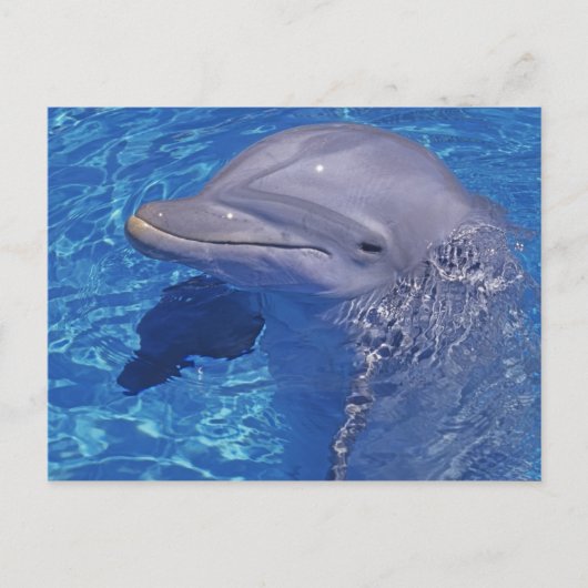 バンドウイルカ, Tursiops truncatus ポストカード (正面)