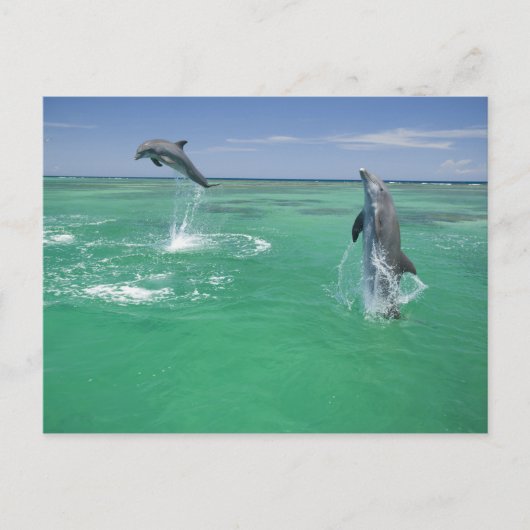 バンドウイルカ Tursiops truncatus ポストカード (正面)