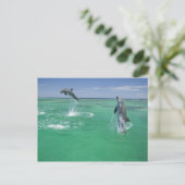 バンドウイルカ Tursiops truncatus ポストカード (スタンド正面)
