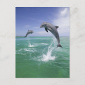 バンドウイルカ Tursiops truncatus ポストカード (正面)