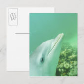 バンドウイルカ Tursiops truncatus ポストカード (正面/裏面)