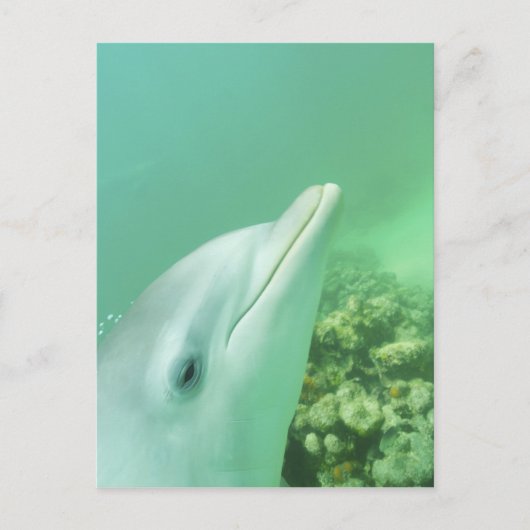 バンドウイルカ Tursiops truncatus ポストカード (正面)