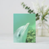 バンドウイルカ Tursiops truncatus ポストカード (スタンド正面)