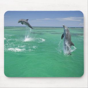 バンドウイルカ Tursiops truncatus マウスパッド
