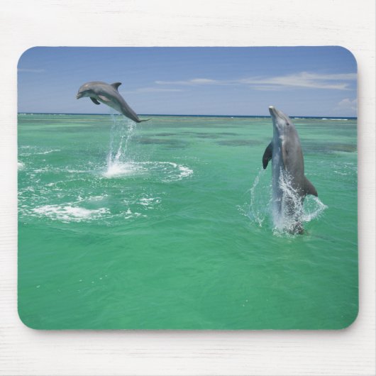 バンドウイルカ Tursiops truncatus マウスパッド (正面)