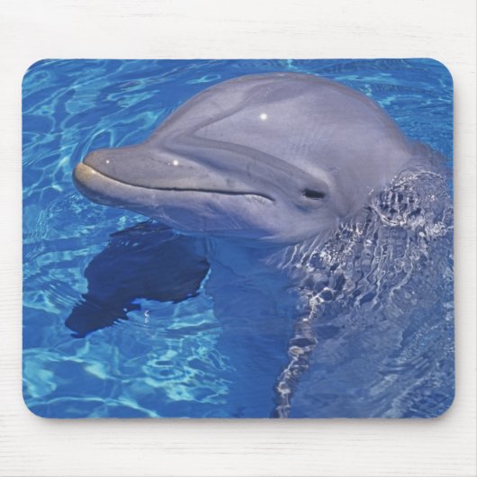 バンドウイルカ, Tursiops Truncatus マウスパッド (正面)