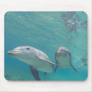 バンドウイルカ Tursiops truncatus マウスパッド