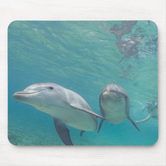 バンドウイルカ Tursiops truncatus マウスパッド (正面)