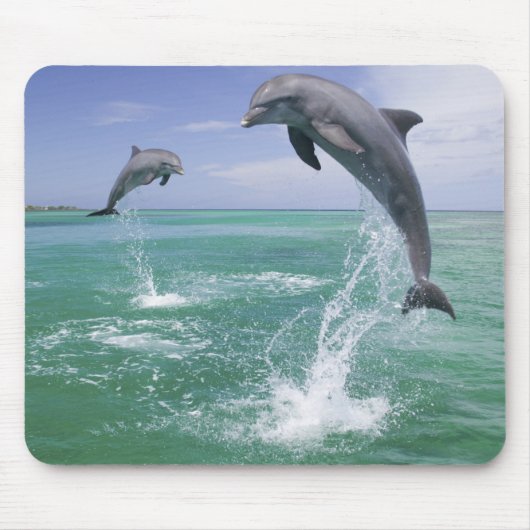 バンドウイルカ Tursiops truncatus マウスパッド (正面)