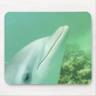 バンドウイルカ Tursiops truncatus マウスパッド