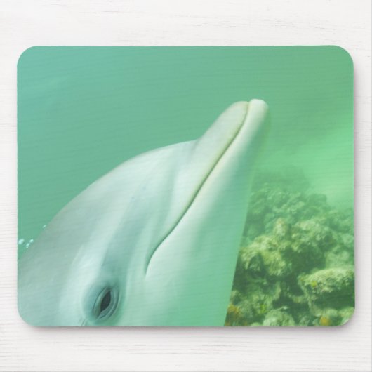 バンドウイルカ Tursiops truncatus マウスパッド (正面)
