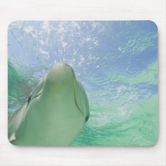バンドウイルカ(Tursiops truncatus) マウスパッド (正面)