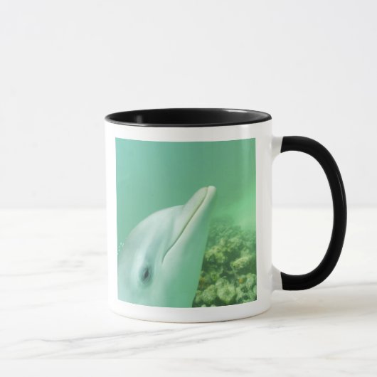 バンドウイルカ Tursiops truncatus マグカップ (右)