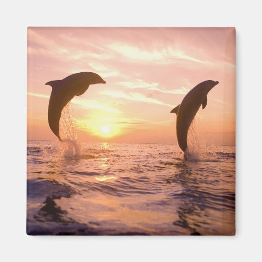バンドウイルカ Tursiops truncatus マグネット (正面)