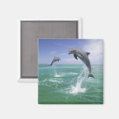 バンドウイルカ Tursiops truncatus マグネット (正面/裏面)