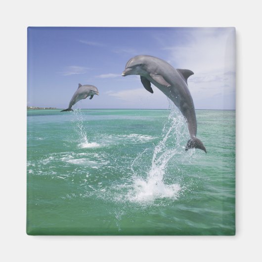 バンドウイルカ Tursiops truncatus マグネット (正面)