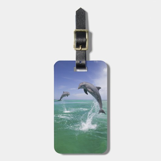 バンドウイルカ Tursiops truncatus ラゲッジタグ (正面縦)