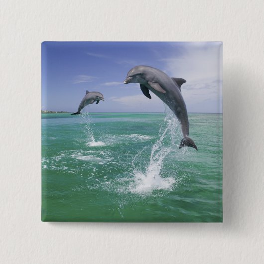 バンドウイルカ Tursiops truncatus 缶バッジ (正面)