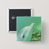 バンドウイルカ Tursiops truncatus 缶バッジ (正面&裏面)