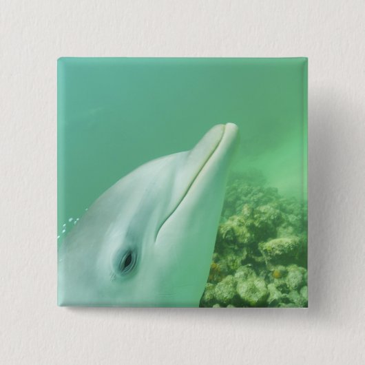 バンドウイルカ Tursiops truncatus 缶バッジ (正面)
