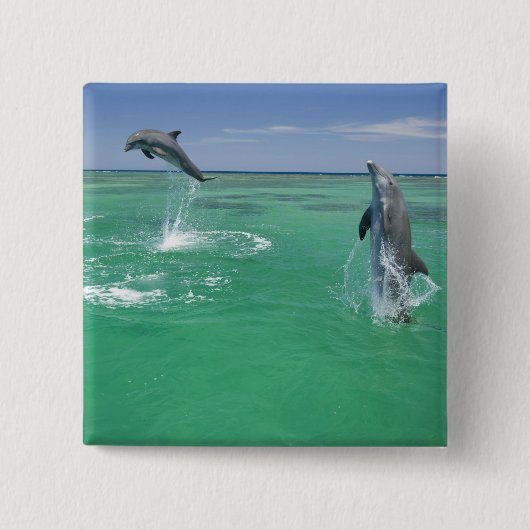 バンドウイルカ Tursiops truncatus 缶バッジ (正面)