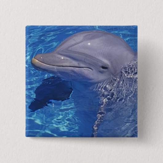 バンドウイルカ, Tursiops Truncatus 缶バッジ (正面)