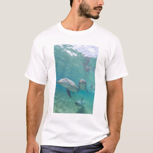 バンドウイルカ Tursiops truncatus Tシャツ (正面)