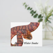 バンドウォータースネーク ポストカード (スタンド正面)