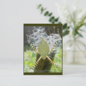 バンド付きアルギオペグモ背面図はがき ポストカード (スタンド正面)