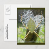 バンド付きアルギオペグモ背面図はがき ポストカード (正面/裏面)