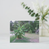 バンナナの木 ポストカード (スタンド正面)