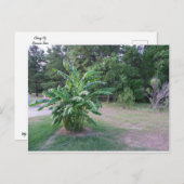 バンナナの木 ポストカード (正面/裏面)