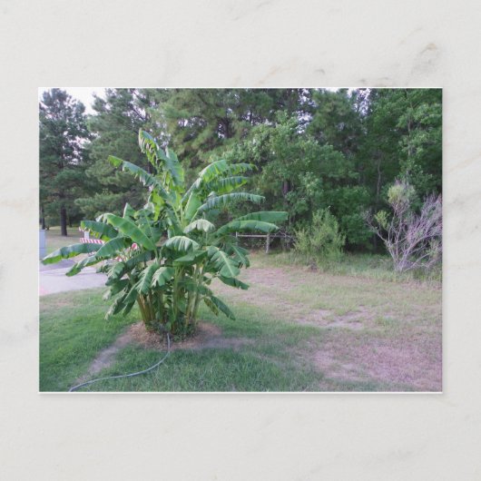 バンナナの木 ポストカード (正面)