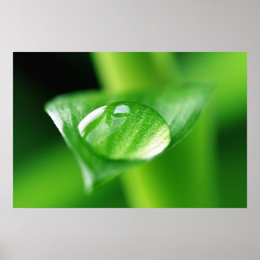 バンバスワッセルトロフェン ポスター (正面)