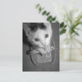 バンバム子猫はがき ポストカード (スタンド正面)