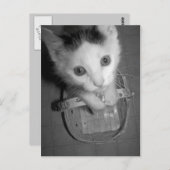 バンバム子猫はがき ポストカード (正面/裏面)