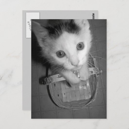 バンバム子猫はがき ポストカード (正面/裏面)